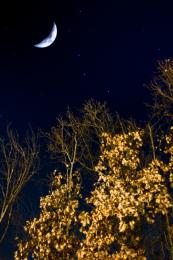 Moon and Trees